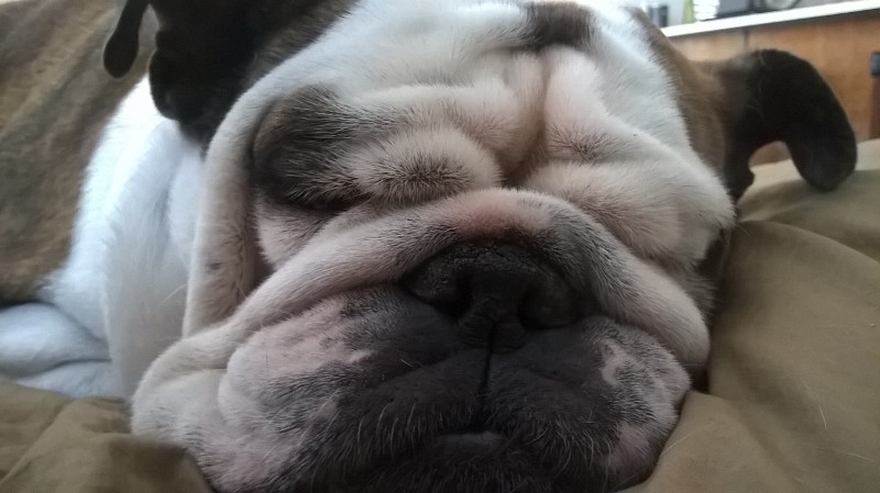 Lilly sleep.jpg
